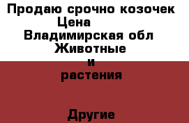Продаю срочно козочек  › Цена ­ 1 000 - Владимирская обл. Животные и растения » Другие животные   